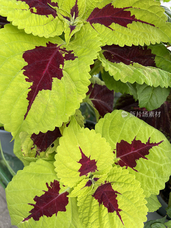 天井草本花园中，高架视图的Coleus (Coleus scutellarioides)的芽和红色和绿色叶子生长在花盆中